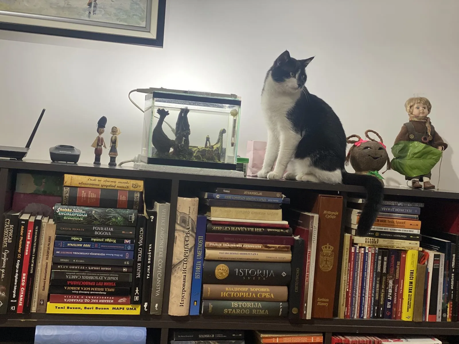 Šta vam "pričljive" mačke poručuju 